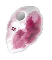 Satisfyer Cloud Dancer - nabíjateľný vzduchový stimulátor klitorisu (ružový a biely)